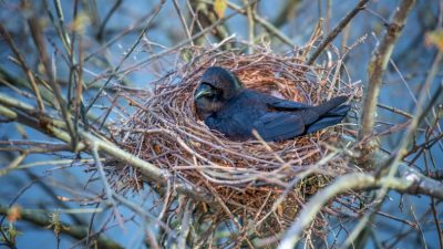 crow-nesting_KrisDurlen-Shutterstock